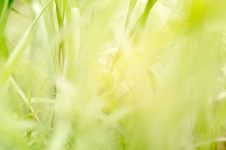 Abstract Green leaves  pattern background,Closeup tropical macro of nature concept.