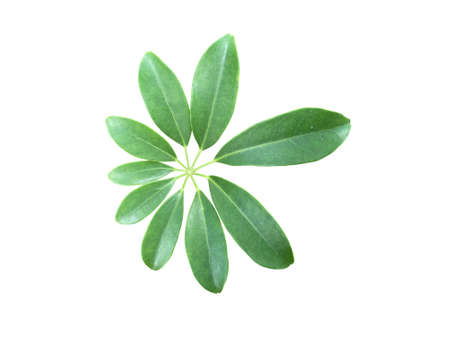 Green leaf isolated on white Background.
