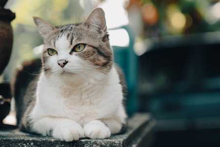 Portrait of relaxed cat. Cute domestic animal.の写真素材
