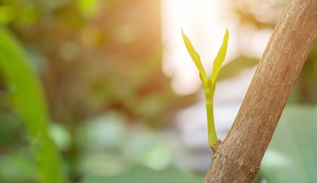 Seedling are growing from branch in the morning at sunlight that is shining, ecology concept.