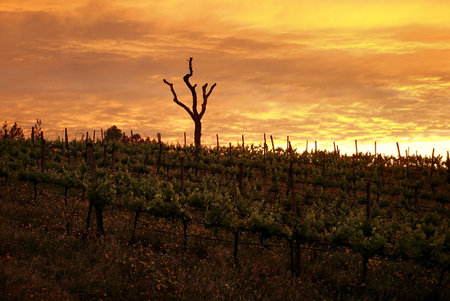 Sunset in the vineyard in Tuscany, Italy.の写真素材