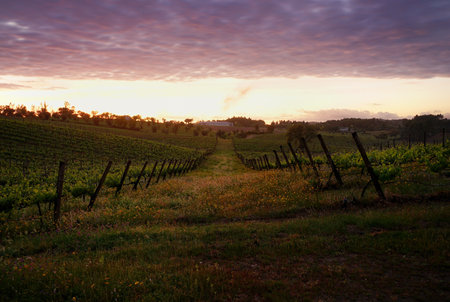 Sunset in the vineyard in the Chianti region, Tuscany, Italy