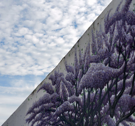 Purple wisteria flowers on the wall of a building.の写真素材