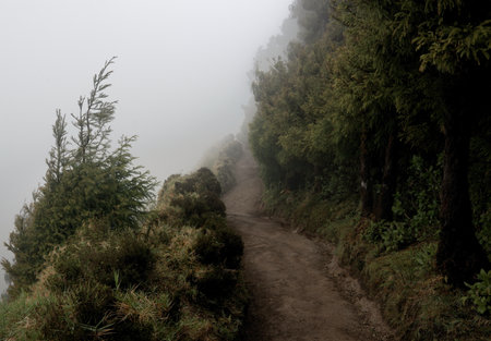 Hiking trail in the mist at Doi Inthanon National Park, Chiang Mai, Thailandの写真素材