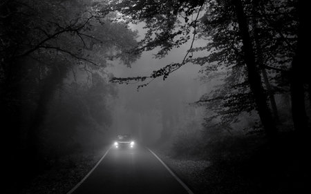 Black and white image of a car driving through a foggy forestの写真素材