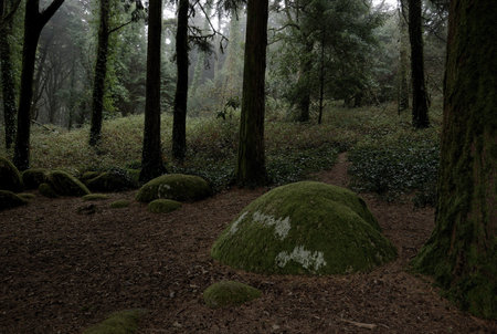 Green forest with mossy rocks in the morning, Taipei, Taiwanの写真素材