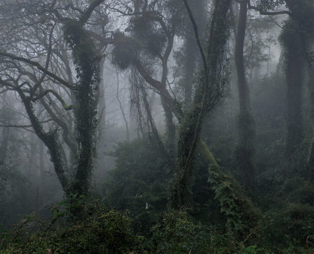 Foggy forest in Costa Rica, Central America, Central Americaの写真素材