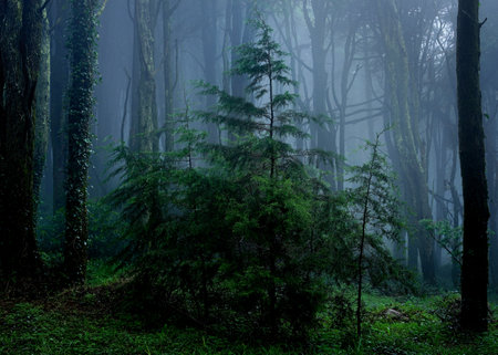 A tree in the middle of the forest, Natural park Sintra-Cascais, Portugal
