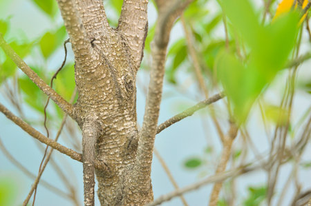 The surface of the trunk is brown, rough.