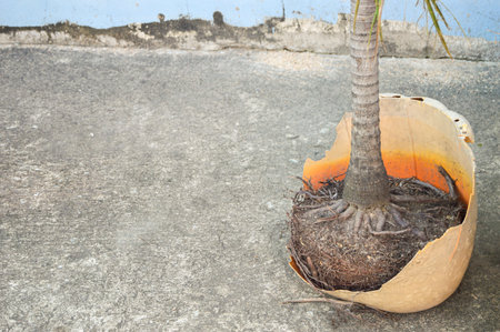 The plant pot is so broken that the roots of the plant are visible.の写真素材