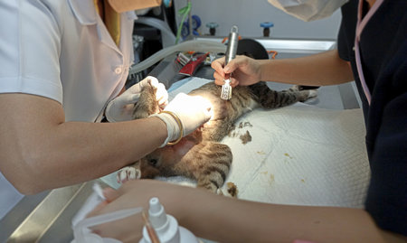 A veterinarian is doing surgery on a sick cat.の写真素材