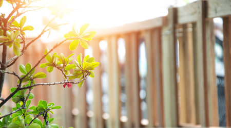 A view in the morning when the red light shines down on the trees.の写真素材