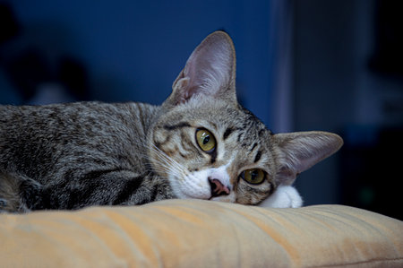 Close-up of sleeping cat, Thai cat with striped hairの写真素材