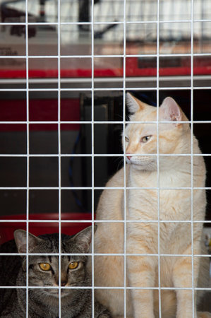 Two Thai cats sit and lie behind the barricades. This is done to prevent escapes which will keep them safe.の写真素材