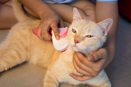 Brushing the cat's hair. Cats like to be brushed.の写真素材