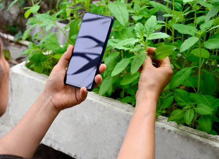 Concept Farm uses smartphones and applications to monitor yield and quality Smart Farmingの写真素材