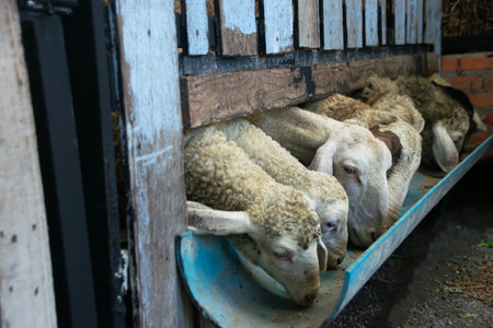 Sheep eat sheep farm foodの写真素材