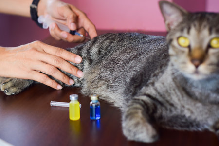 The concept of vaccination for cats to prevent infectious diseases in catsの写真素材