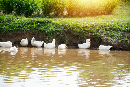 A flock of white ducks are playing in the water.の写真素材