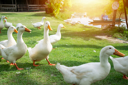 A flock of white ducks walks on a green lawn.の写真素材