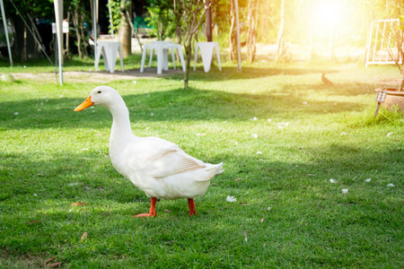 White ducks walk on the green grass.の写真素材