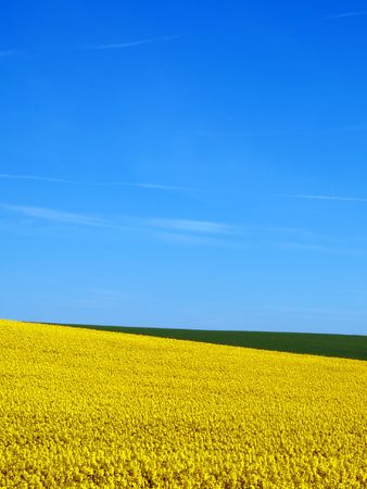 Canola in flower with bright blue sky        の写真素材