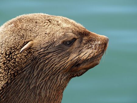 Close-up portrait of a fur seal in profileの写真素材
