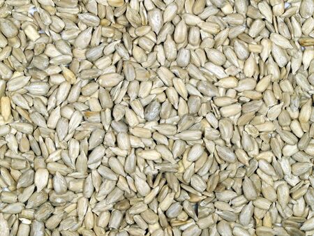 A layer of sunflower seeds as a background or textureの写真素材