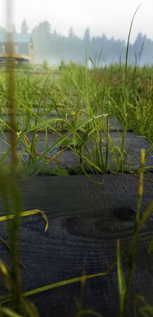 Country house in the distance. Wooden path in the green grass bathed in the sun. Close-up. Blurred...