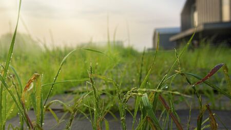 Country house in the sun. Drops of dew in the spotlight on the grass, breaking through the boards of drains. Blurred background. Place for your text.の写真素材