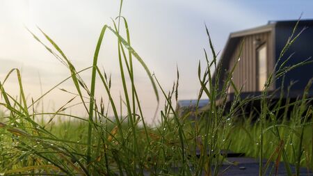 Country house in the sun. Dewdrops in the spotlight on the grass. Blurred background. Place for your text. lose-upの写真素材