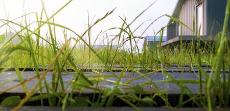 Green grass with dew drops and a country house in the sun. Blurred background. Space for your text. lose-upの写真素材