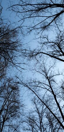 Tree trunks on a background of blue clear sky. Black silhouettes of trunks without leaves. Vertical.の写真素材