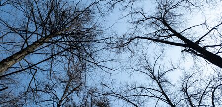 Tree trunks on a background of blue clear sky. Black silhouettes of trunks without leaves. Horizontal.の写真素材
