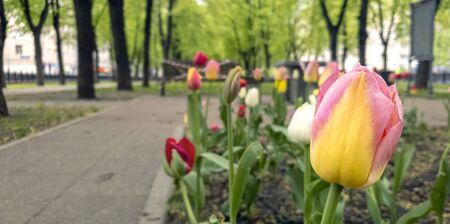 Beautiful multi-colored tulips in the foreground on the boulevard. A bench wrapped in a white and red ribbon is out of focus in the background, which prohibits sitting due to the COVID-19 pandemic.の写真素材