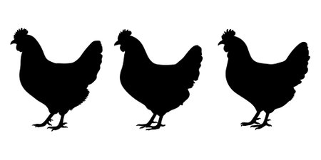 chickens silhouettes isolated on white background. Vector illustration.のイラスト素材
