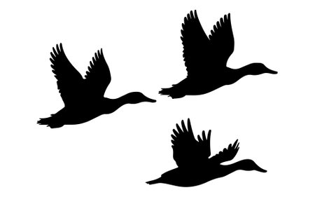 Flying duck silhouette vector on white backgroundのイラスト素材