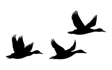 Ducks in Flight Silhouettes on a White Backgroundのイラスト素材