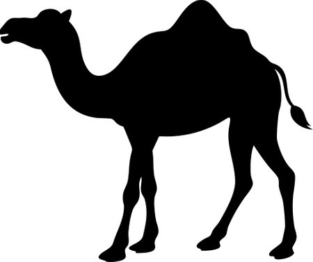 Camel. Black silhouette of a walking camel isolated on a white backgroundのイラスト素材