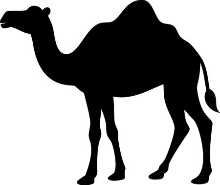 Camel. Black silhouette of a walking camel isolated on a white backgroundのイラスト素材
