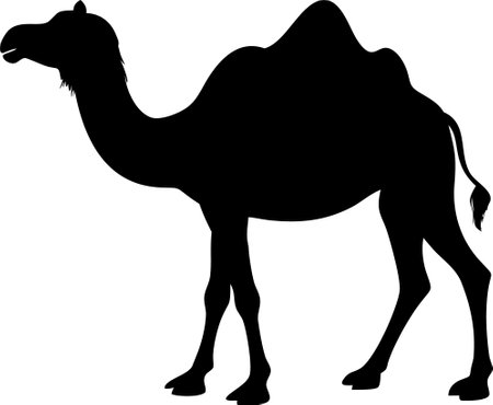 Camel. Black silhouette of a walking camel isolated on a white backgroundのイラスト素材