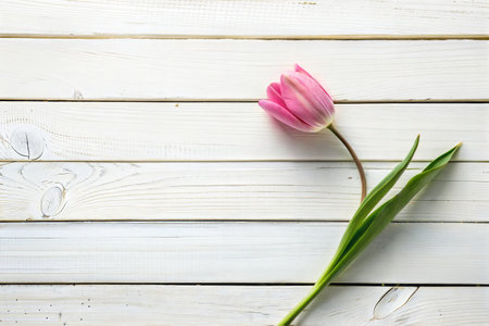 Pink tulip on white wooden background. Top view with copy spaceの写真素材