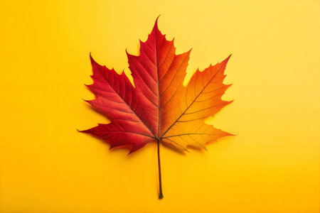 Autumn maple leaf on yellow background. Flat lay, top view.