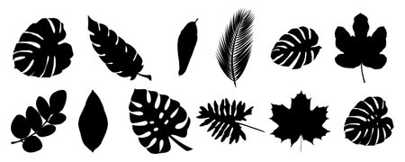 Collection of tropical leaf, monstera leaf, palm leaf, fig leaf, maple leaf, autumn leaf vector on white backgroundのイラスト素材