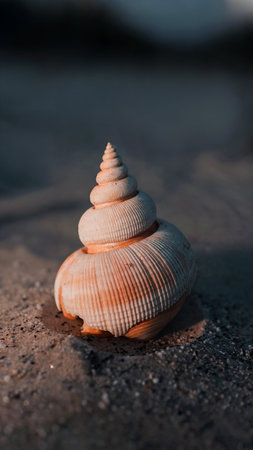 Sea shell on the sand. Selective focus. Shallow depth of fieldの写真素材