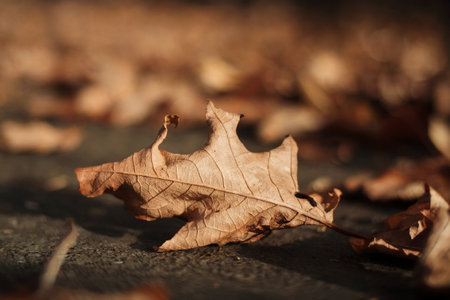 Dry leaves on the ground in autumn. Selective focus.