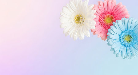 Colorful gerbera flowers on pastel background with copy spaceの写真素材