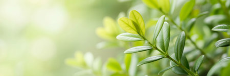 Close up of nature view green leaf on blurred greenery background under sunlight with bokeh and copy space using as background natural plants landscape, ecology cover concept.