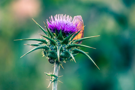 Thistle flower and a dry leafの写真素材
