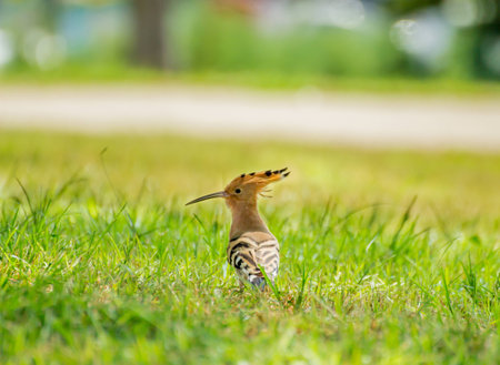 Hoopoe on the green grassの写真素材
